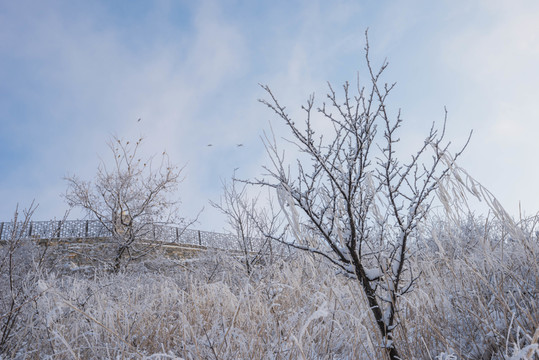 雪 雪景 白雪 仰天山風光 冬