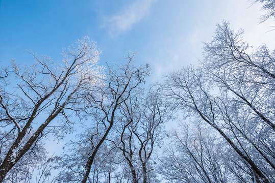 雪 雪景 白雪 仰天山風光 冬