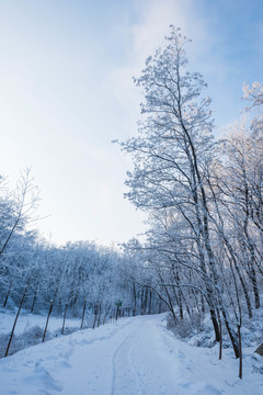 雪 雪景 白雪 仰天山風光 冬