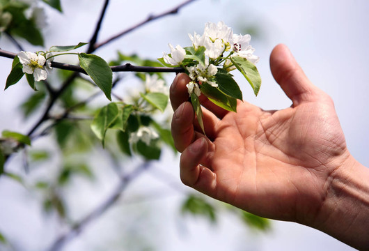 蘋果樹開花