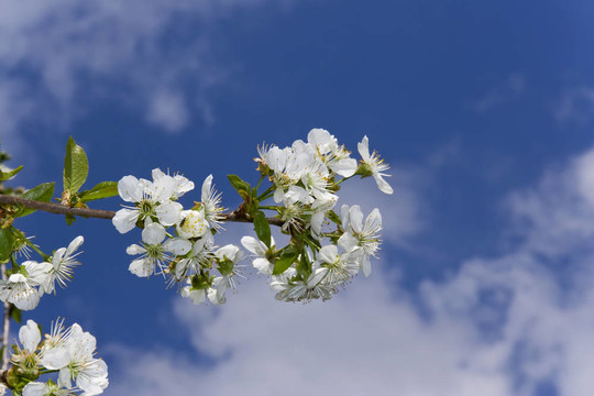 櫻桃樹(shù)上的花在藍(lán)色的天空上