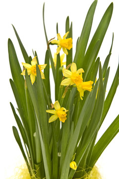 daffodiles