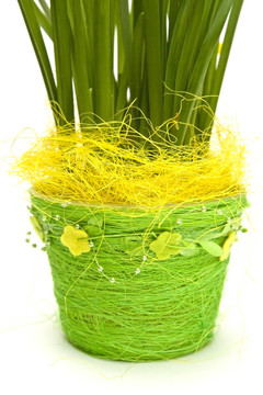 daffodiles