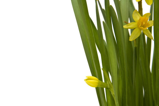 daffodiles