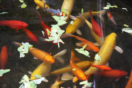 觀賞金魚