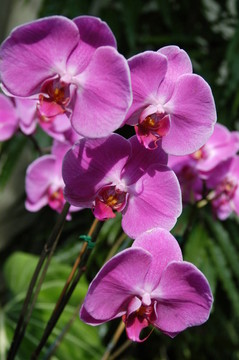 紫色蘭花近
