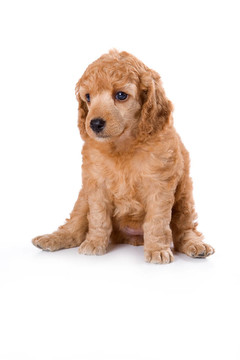 貴賓犬中的小狗
