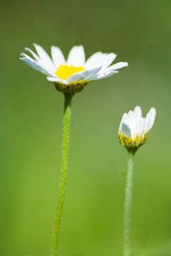 雛菊