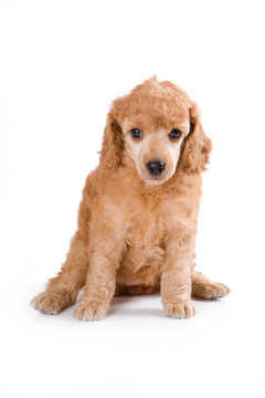 貴賓犬中的小狗