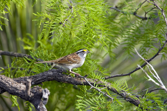 白喉Sparrow