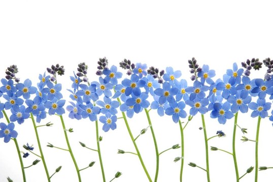 藍(lán)色的遺忘我不是花