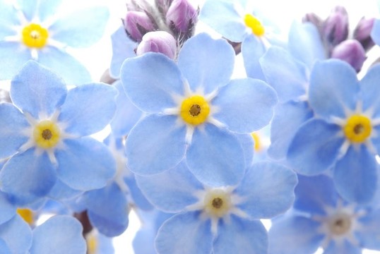 藍(lán)色的遺忘我不是花