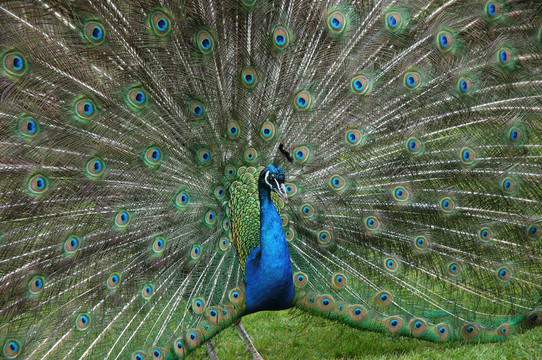 peacock_tail