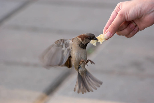 麻雀喂食