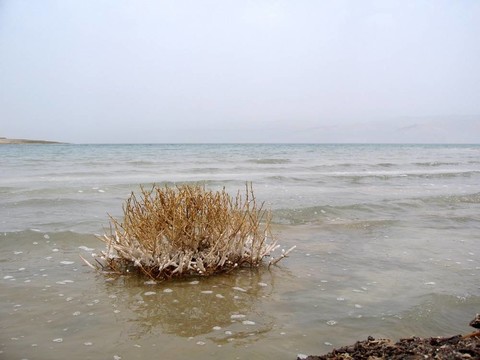 死海