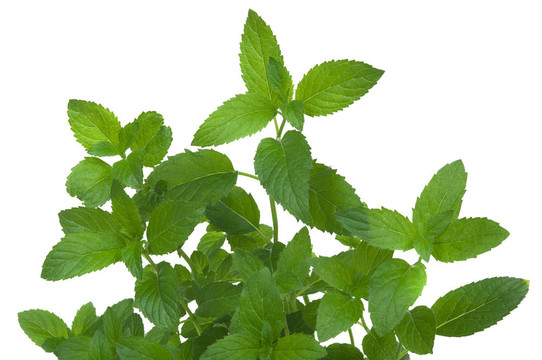 薄荷