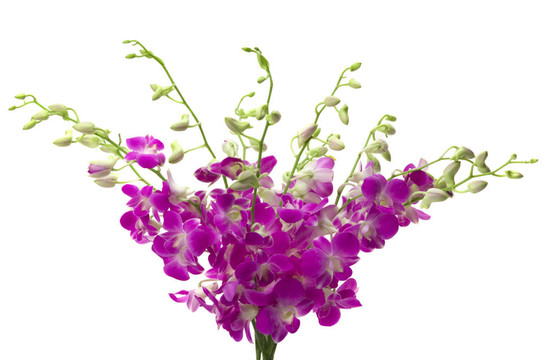 蘭花