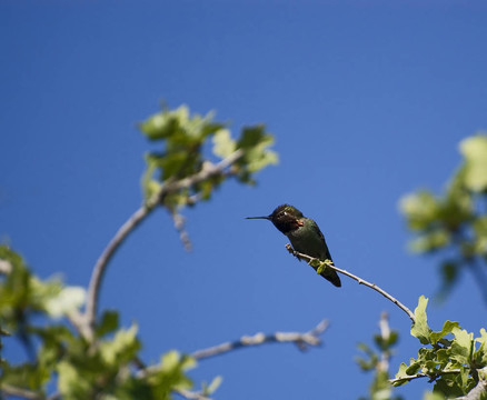 hummingbird3