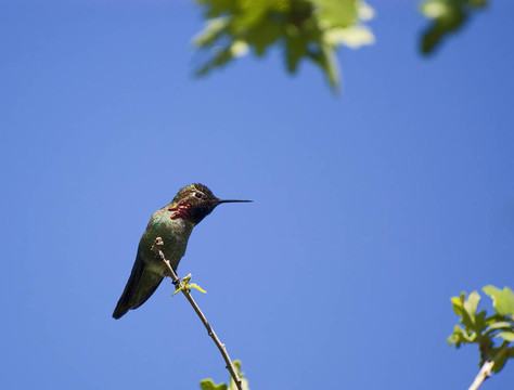 hummingbird5