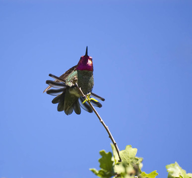 hummingbird7