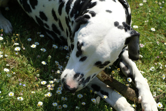 Dalmatian和一些花。