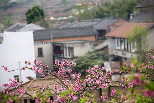 中國村花