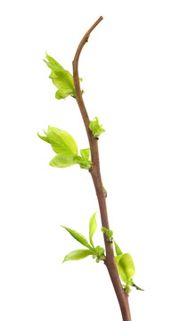 藍(lán)莓干顯示白色新的增長(zhǎng)