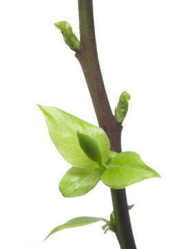 藍莓莖特寫顯示白色新增長
