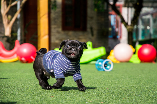 黑色巴哥犬