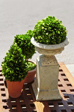 盆栽綠色植物