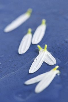 水滴花花瓣