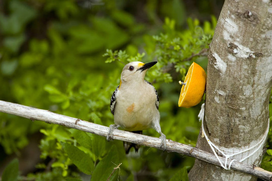 有著金色的Woodpecker