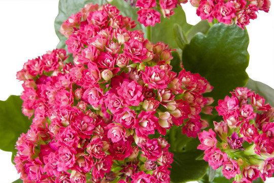 長(zhǎng)壽花