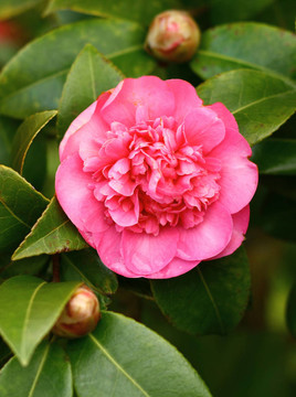 山茶花