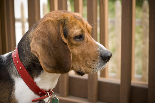 警覺(jué)的小獵兔犬