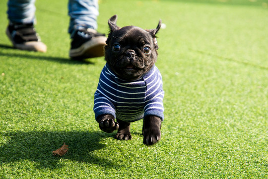 黑色巴哥犬