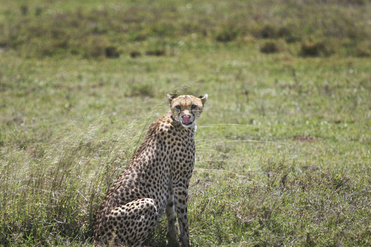 獵豹