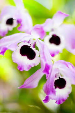 黑花機(jī)智