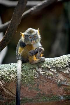 孤獨(dú)