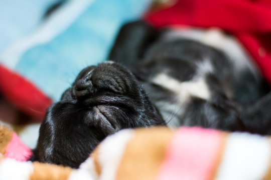 黑色巴哥犬