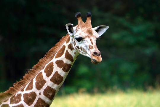 Cute Giraffe的臉