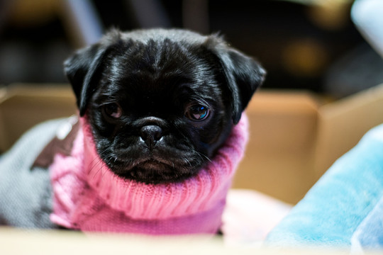 黑色巴哥犬