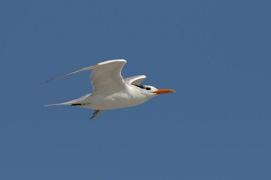 Royal Tern（Sterna極大值