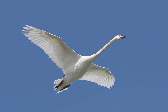 Mute Swan（Cygnus olor）