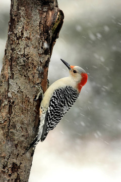 啄木鳥在雪中