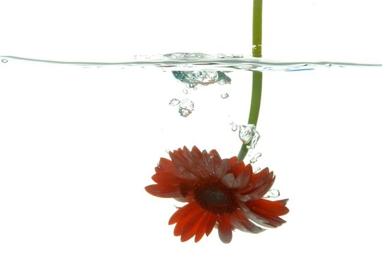 花在水下