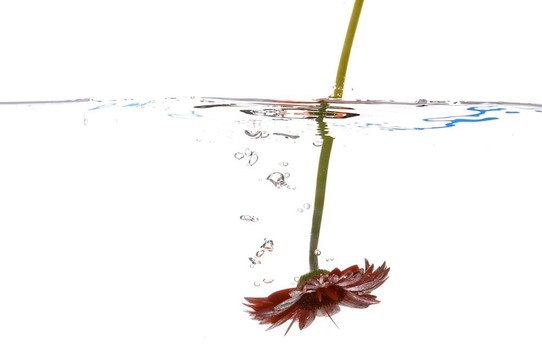 花在水下