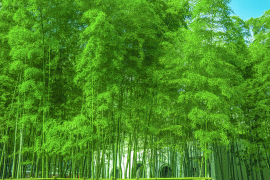竹林素材 竹林高清