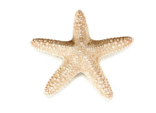 海星