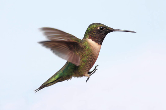 蜂鳥在飛行